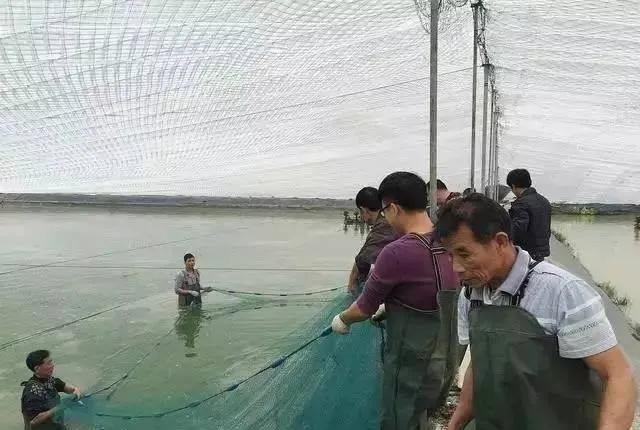 新手养南美白对虾真的能赚钱吗？