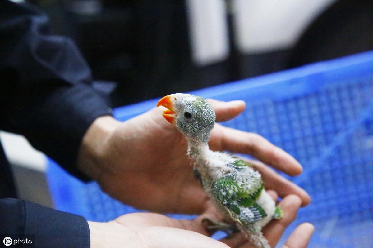 鹦鹉怎么养？详解5种不同鹦鹉的饲养方法与技巧