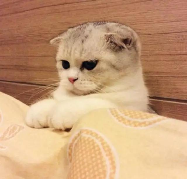 苏格兰折耳猫配种方法：培养健康后一代的全面指南