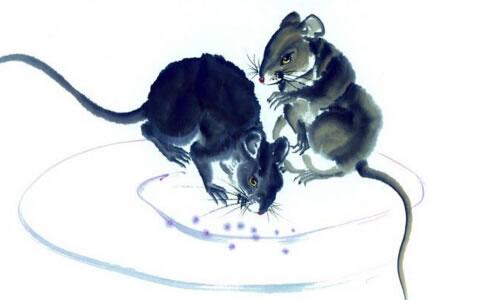 2008年出生的孩子为啥被称为 奥运鼠 ？