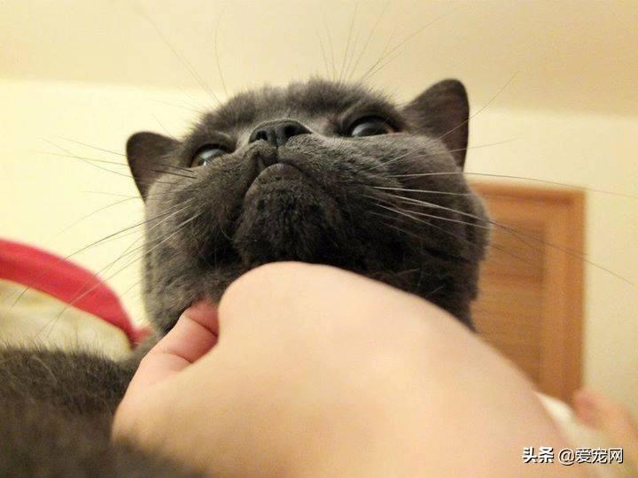 文昌鱼真的是鱼吗？答案可能让你大吃一惊！