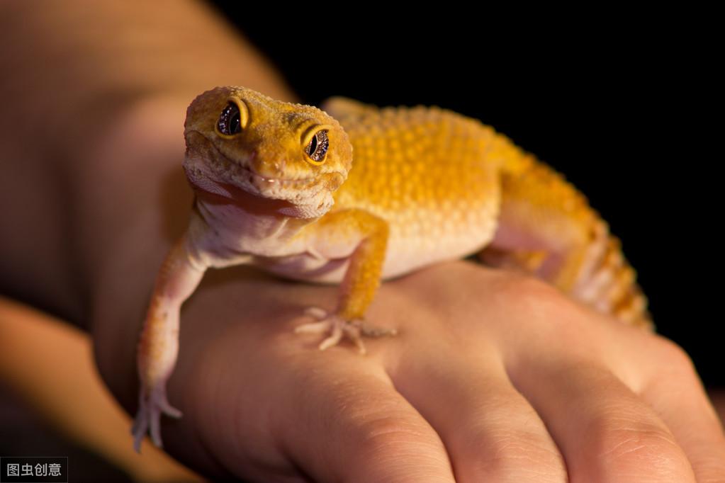 宠物蜥蜴真的适合新手饲养吗？