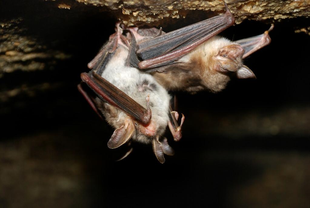 撒旦叶尾壁虎真的能靠树叶隐身吗？