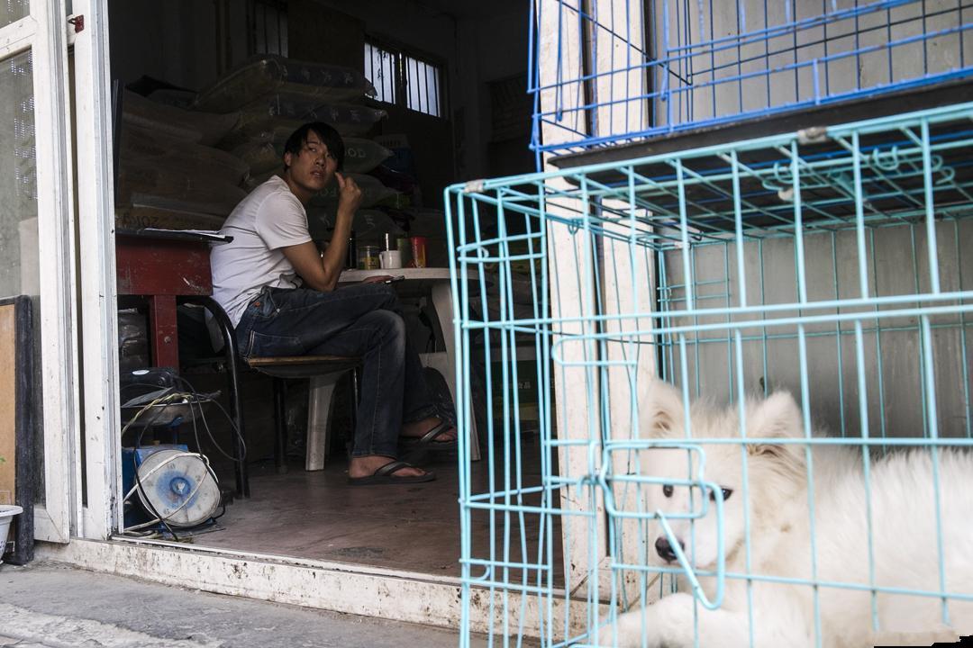 养藏獒真的能月入过万吗？