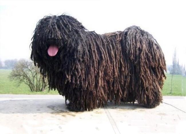 波利犬真的适合新手养吗？