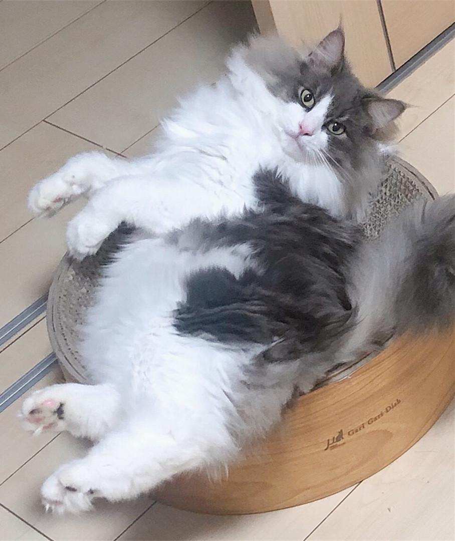 挪威森林猫真的适合新手养吗？