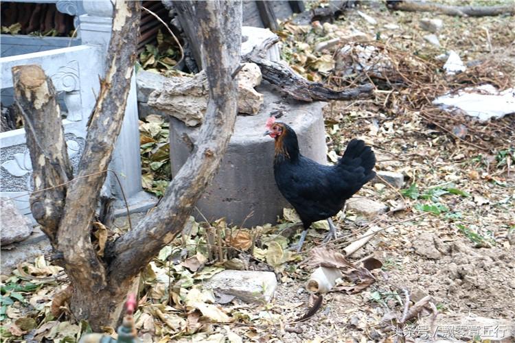 给母鸡住五星级酒店真的能多下蛋吗？