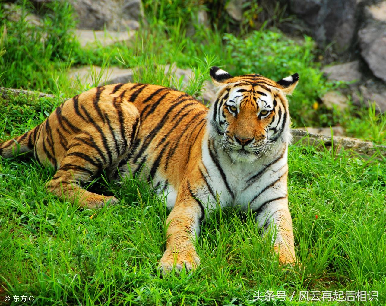 1926年出生的人到底属啥？属虎还是属兔？