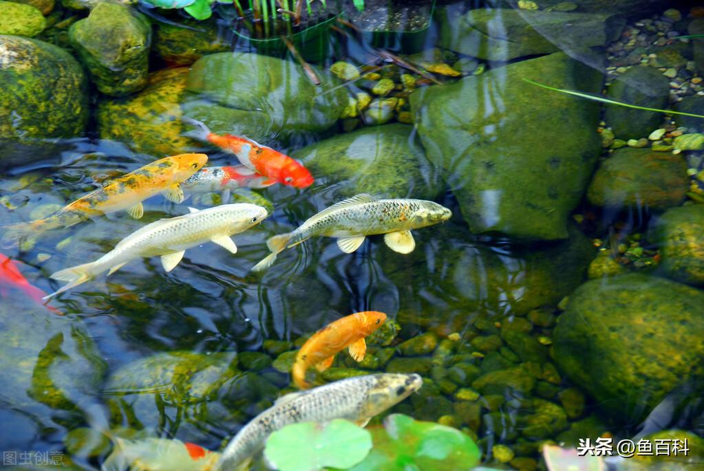 鱼缸摆错位置会破坏家中财运吗？