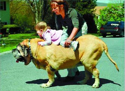 罗威纳犬真的适合新手养吗？