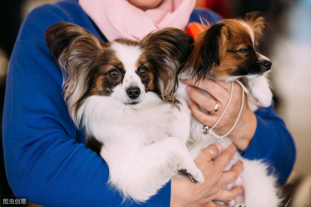 蝴蝶犬真的适合新手养吗？