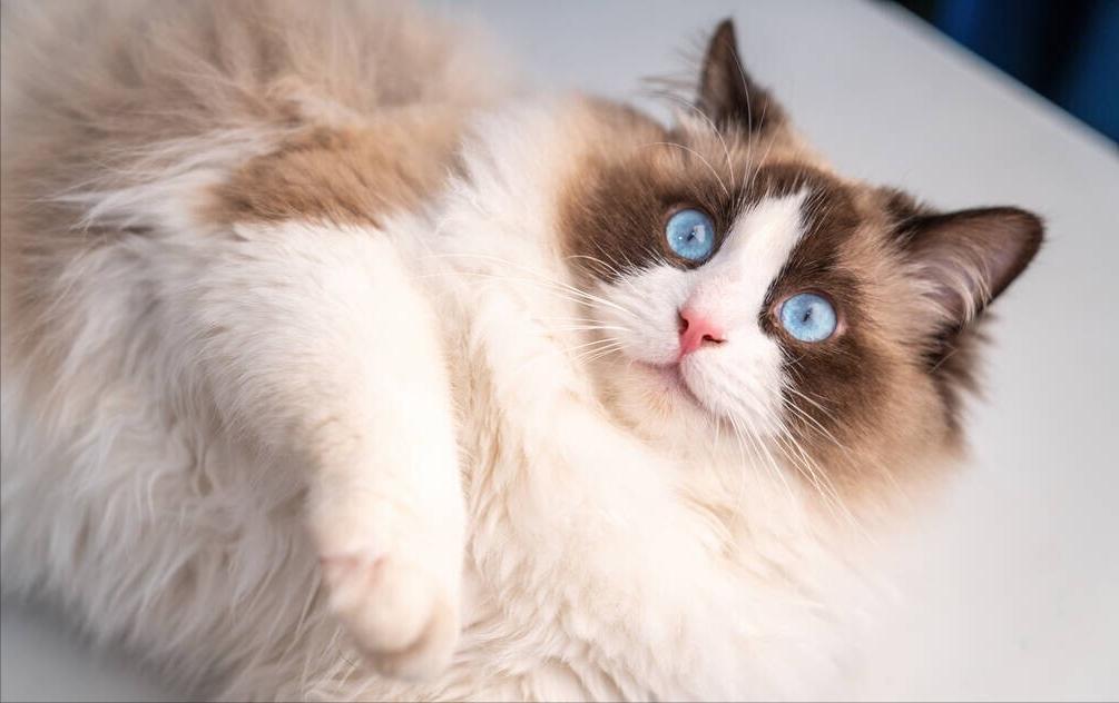 杜塞华人论坛官网能帮你解决哪些燃眉之急？