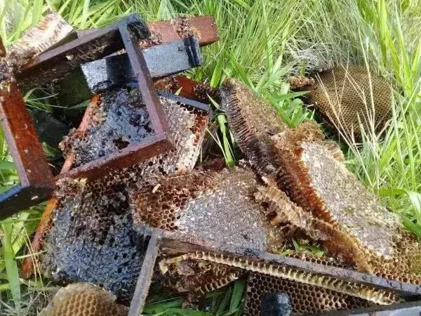 红耳巴西龟为啥养着养着就暴毙了？