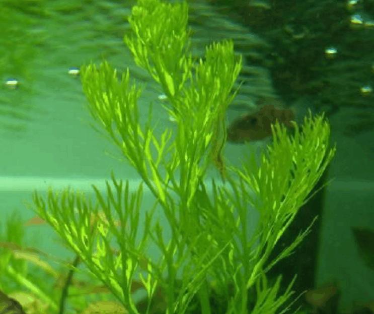 细叶水芹真的能养活吗？