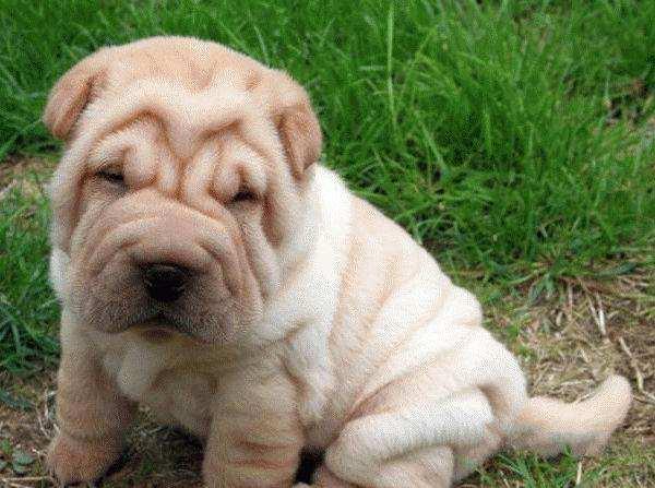 沙皮狗真的像网上说的那么难养吗？