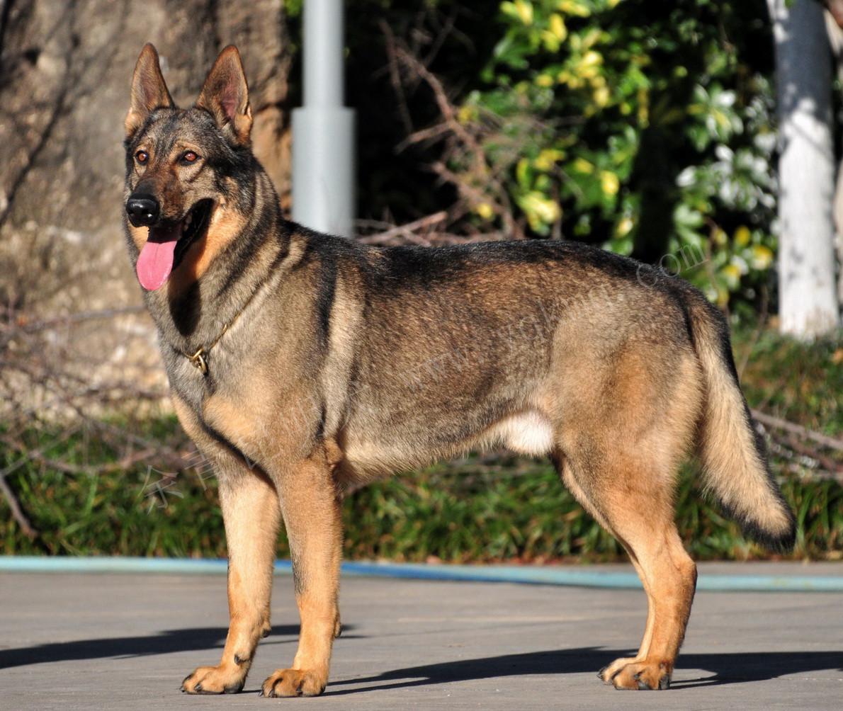 铃铛任务全攻略：手把手教你从萌新变大佬