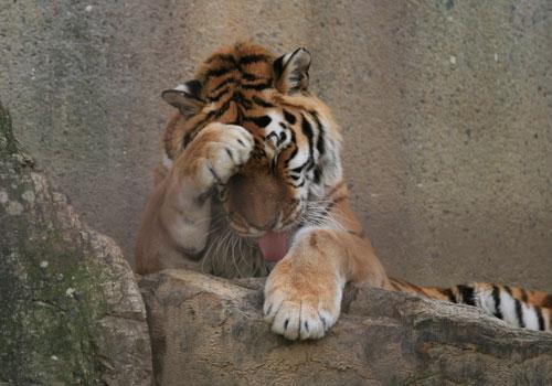 2013年犯太岁到底该怎么破？