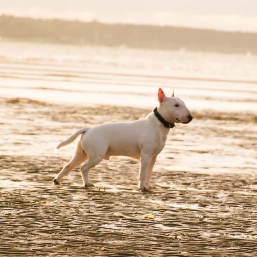 牛头梗真的适合新手养吗？