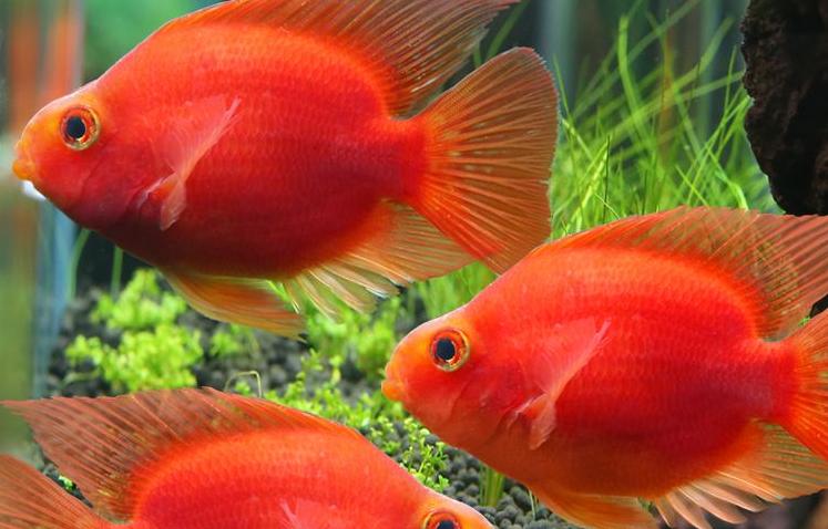 鹦鹉怎么养？详解5种不同鹦鹉的饲养方法与技巧