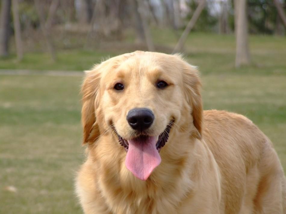 导盲犬被偷还能找回来吗？