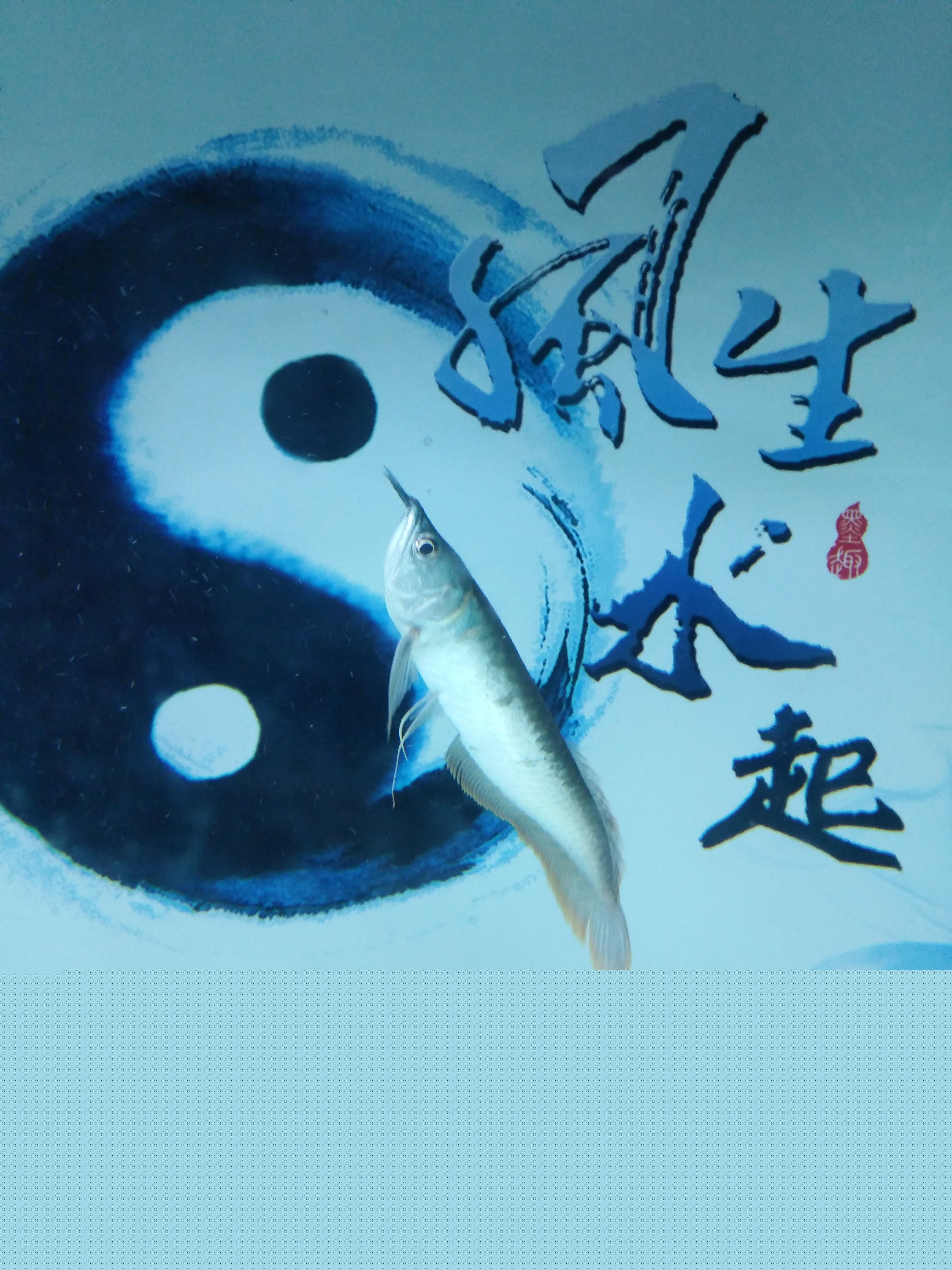 银龙鱼养不活到底差在哪？