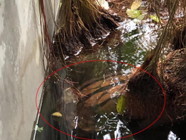 养三线闭壳龟真的能把人逼疯吗？