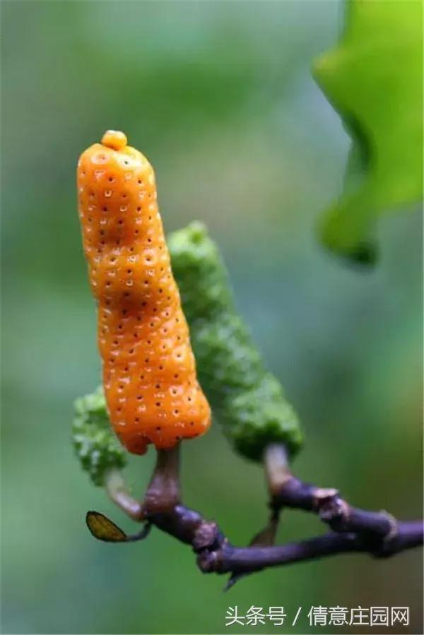 巴西龟公母到底怎么分？手把手教你轻松识别！