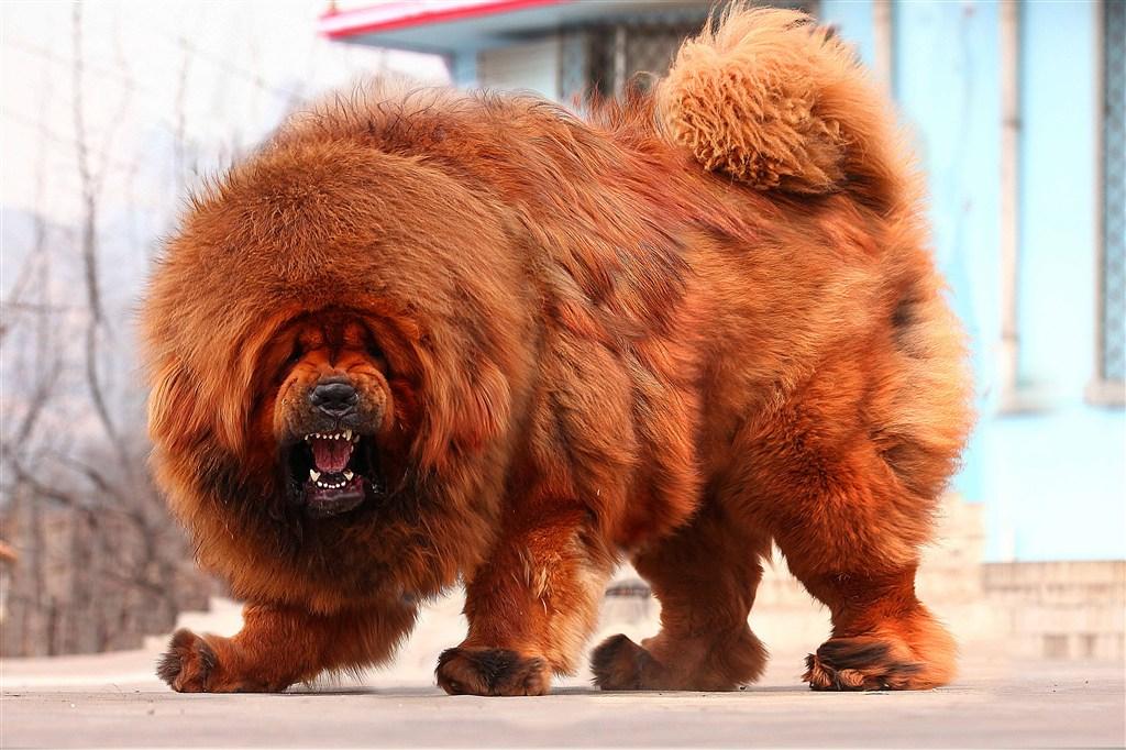 藏獒真的是普通人能养的神犬吗？