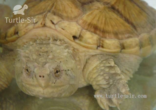 黄头侧颈龟真的适合新手饲养吗？