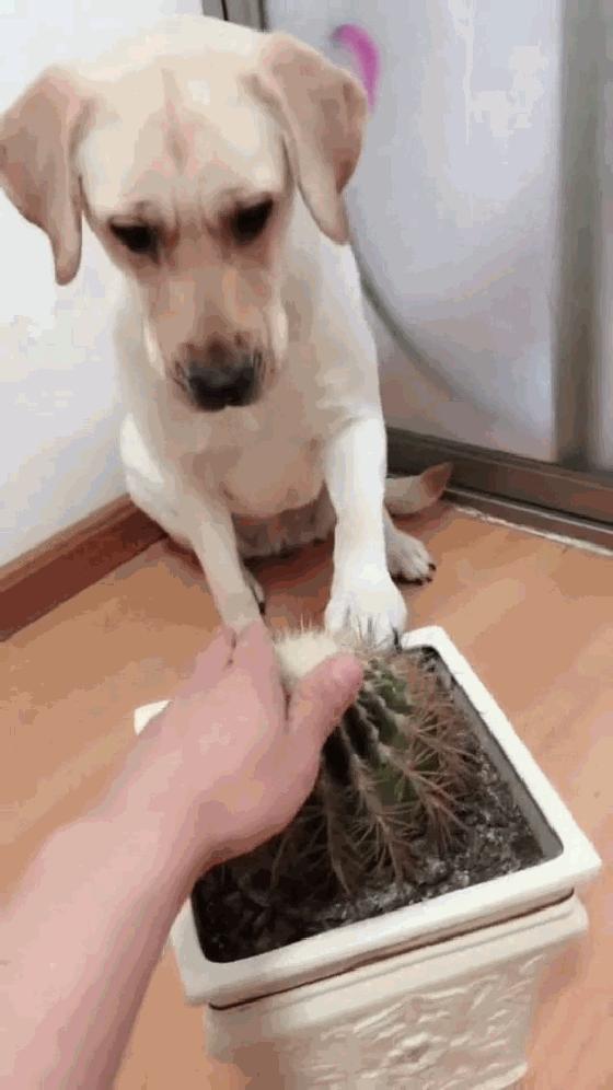 养狗新手必看：狗狗拆家真的是因为无聊吗？