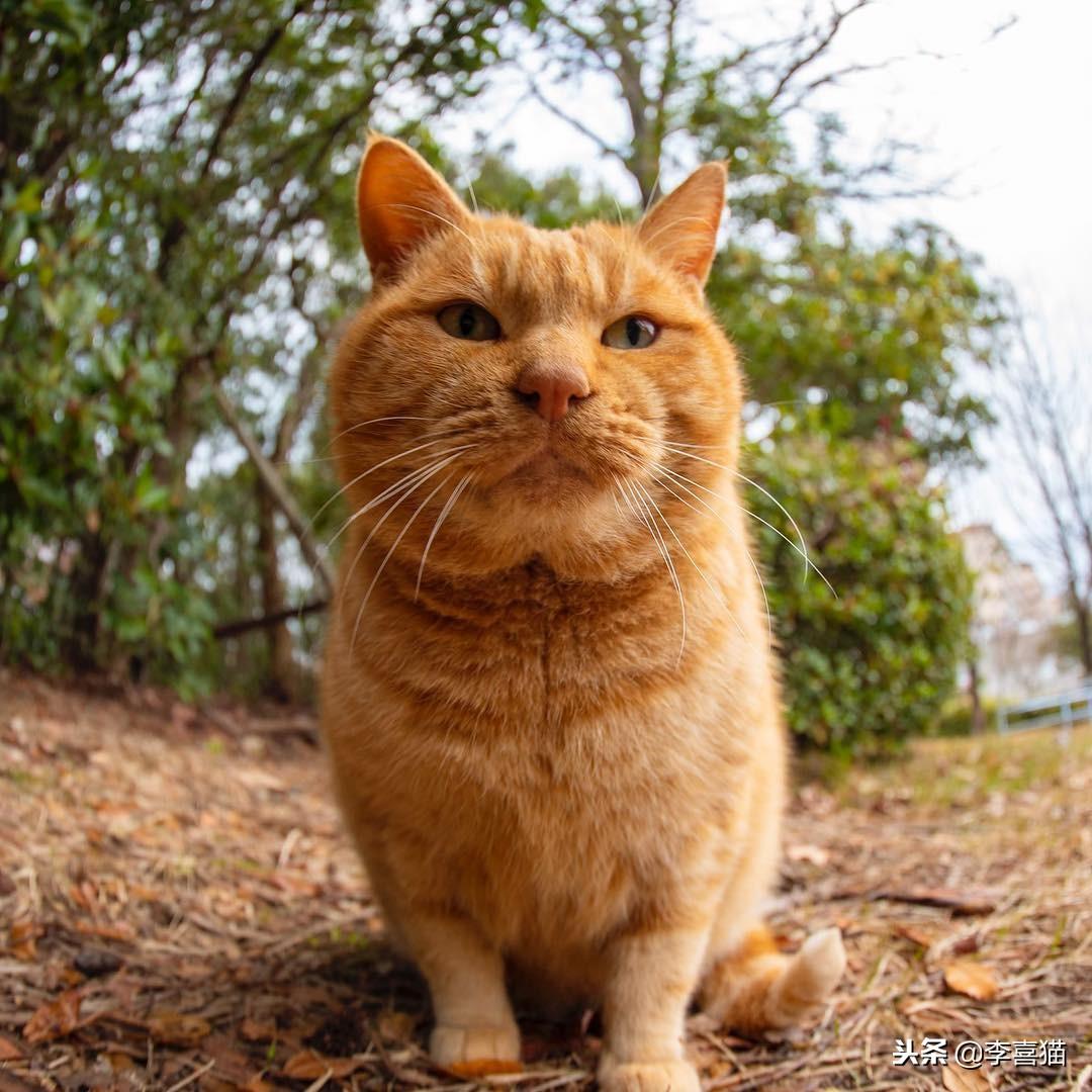 双十一到底是怎么火起来的？