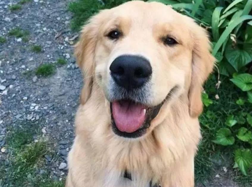 金毛配种真的像看起来那么简单吗？