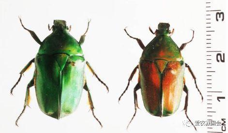 铜绿金龟子为啥能让果农又爱又恨？