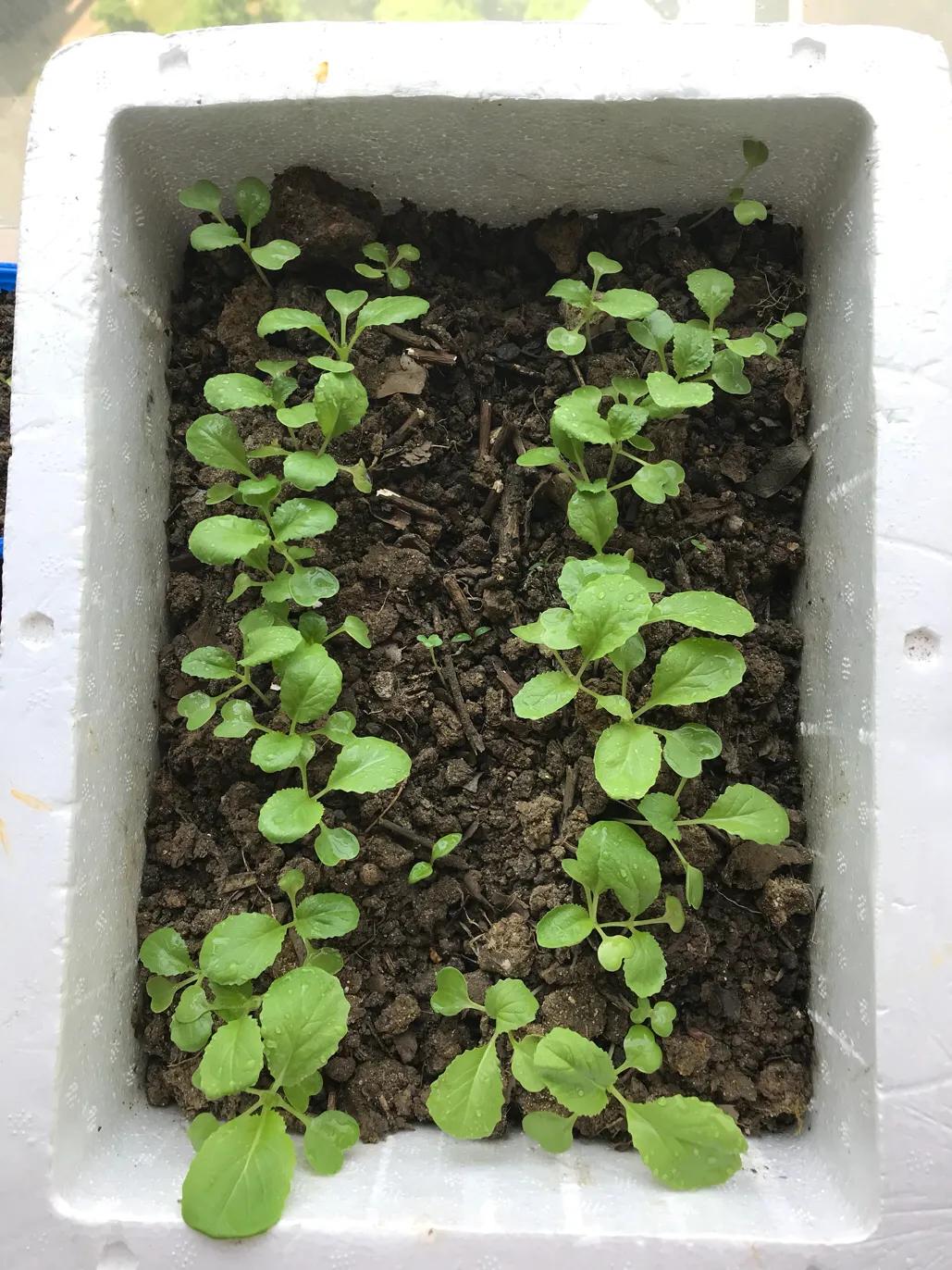 2020年4月6日到底适不适合办大事？