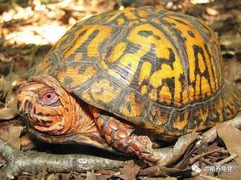 宠物龟腐皮的临床治疗方法及预防措施详解