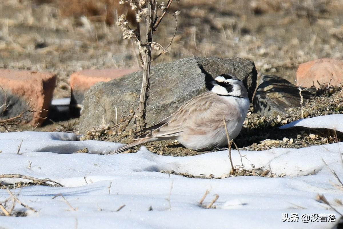 角百灵这种鸟到底要怎么找才能看见啊？