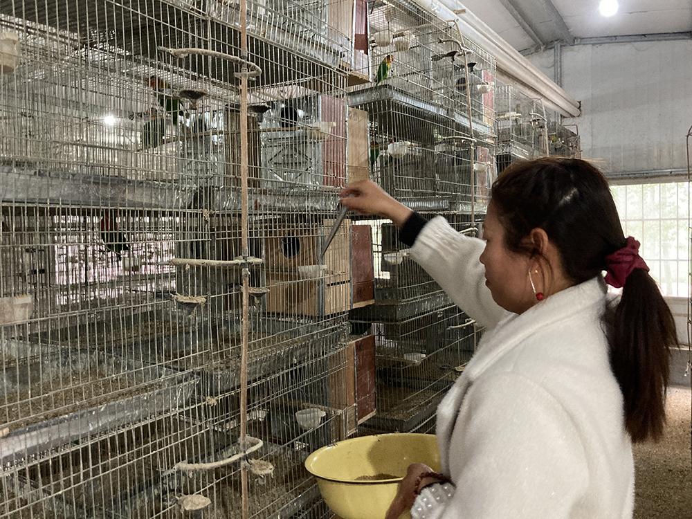 费氏情侣鹦鹉:你了解这种独特鹦鹉的特点吗? 费氏情侣鹦鹉:你了解这种独特鹦鹉的特点吗?