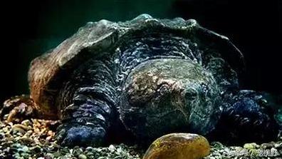 全面深入了解大鳄龟:形态特征、生活习性与饲养要点等介绍 全面深入了解大鳄龟:形态特征、生活习性与饲养要点等介绍