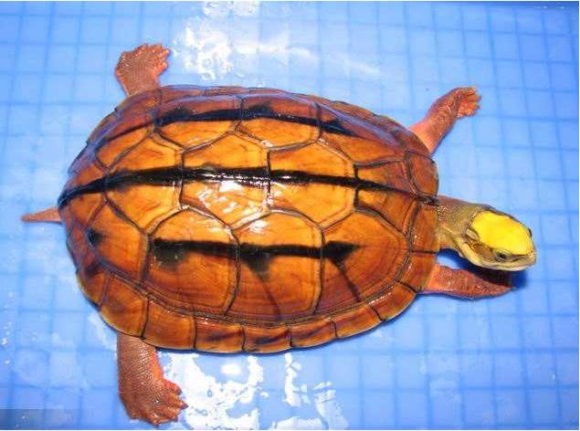 你的金钱龟为什么越养越瘦？