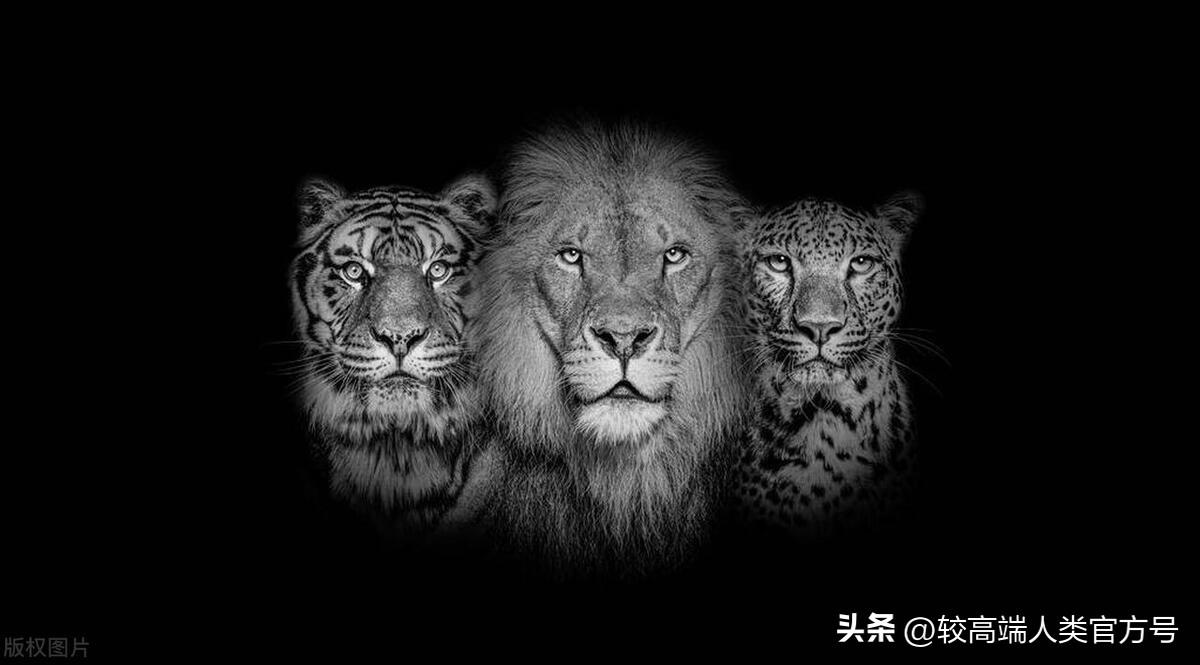 天猫付费推广渠道全解析：了解天猫推广方式及选择策略