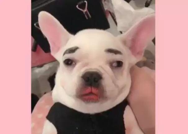 狗狗咳得停不下来?可能是这个要命的病! 狗狗咳得停不下来?可能是这个要命的病!