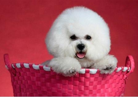 古牧犬真的不掉毛吗？新手必看饲养真相揭秘