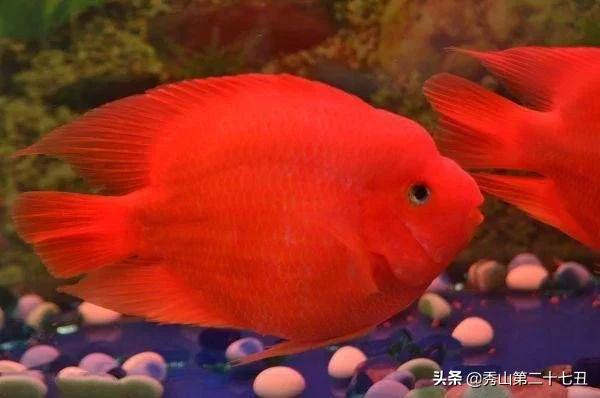 热带鱼生活习性大揭秘:依习性对比饲养难度 热带鱼生活习性大揭秘:依习性对比饲养难度