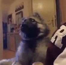 你的德牧每天吃进肚子的东西真的靠谱吗？