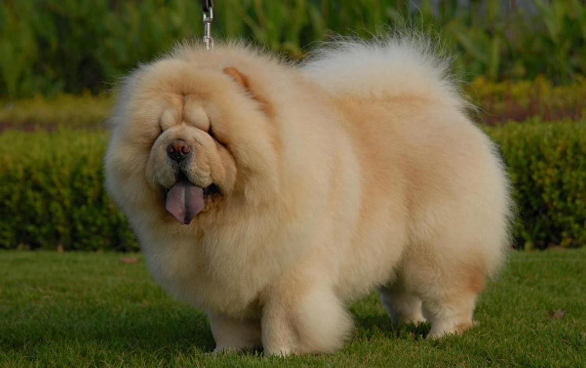 罗威纳犬的内在健康与外在美养护指南 - 波奇网专业分享