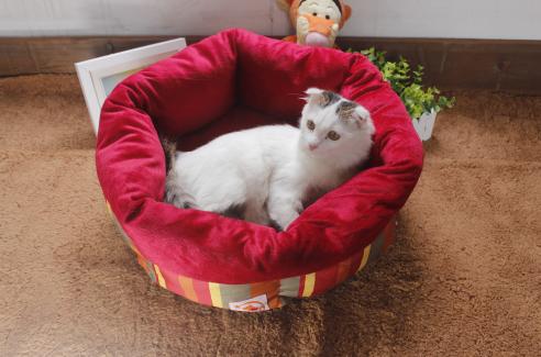 2024年8月搬家吉日查询指南：挑选最佳日期顺利搬迁