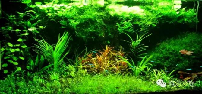 鱼缸水草总是养不活？可能是液肥没配好！