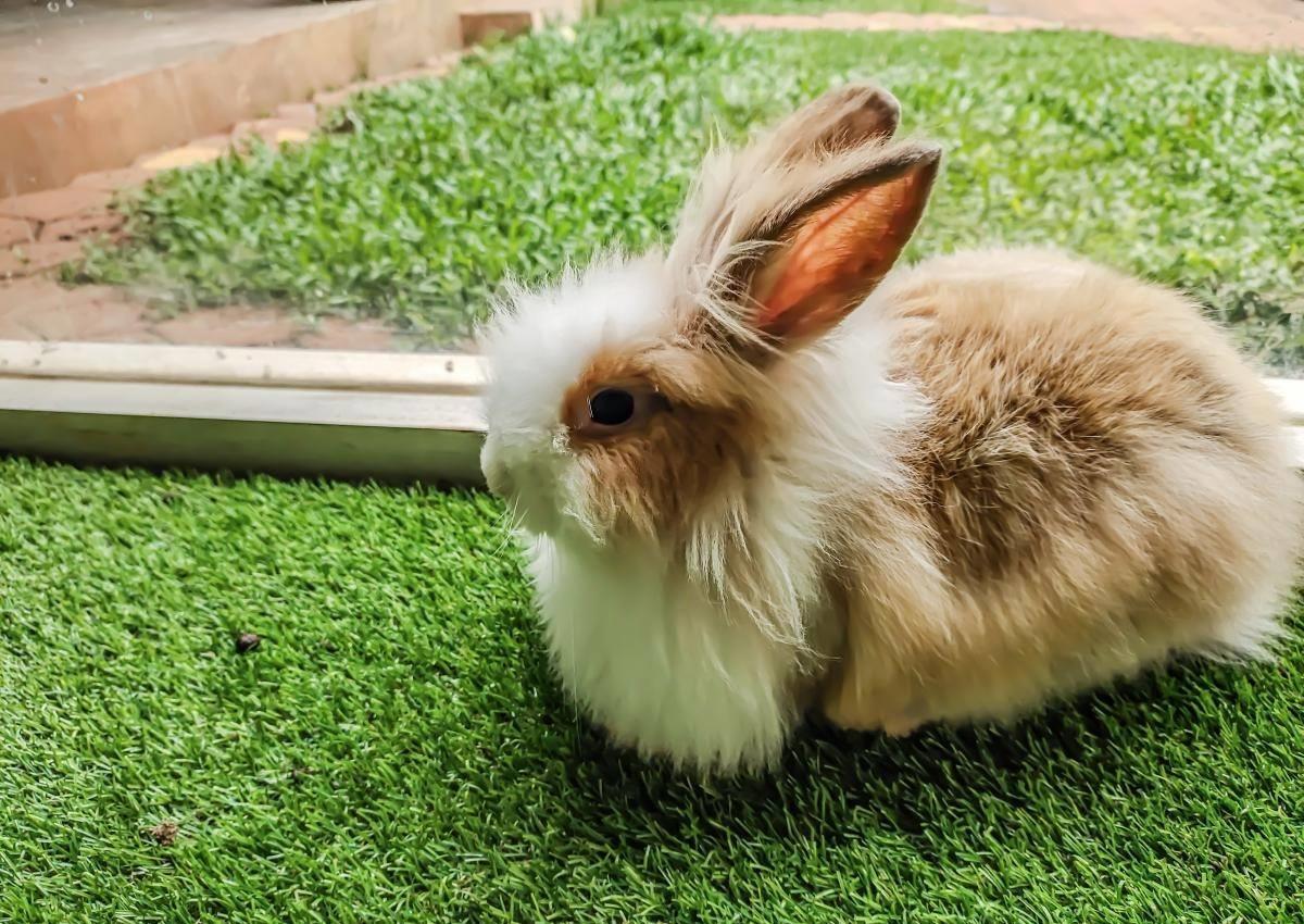 兔子最爱吃啥？这些食物让它们疯狂打call！