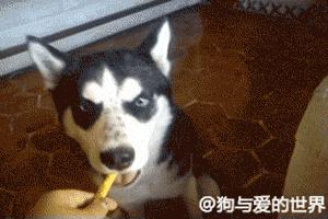 哈士奇真的像网上说的那么二吗？