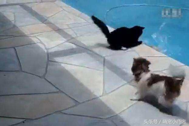 狗狗翻肠子真的会要命吗？